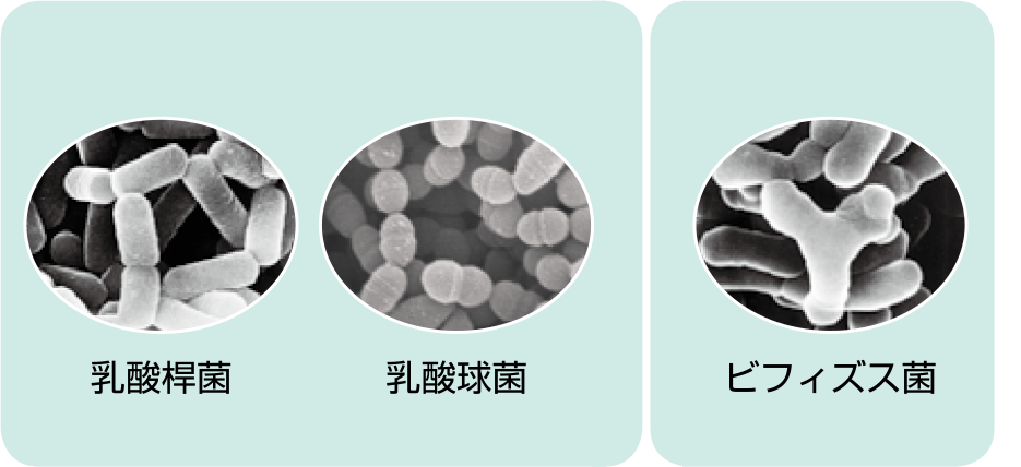 乳酸菌・ビフィズス菌の基礎知識 | 一般社団法人全国発酵乳乳酸菌飲料