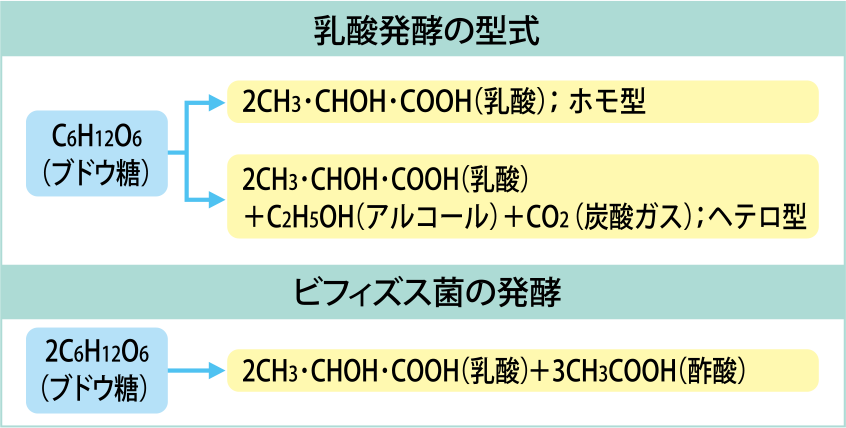 乳酸菌・ビフィズス菌の基礎知識 | 一般社団法人全国発酵乳乳酸菌飲料