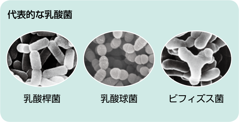 濃縮 乳酸菌 と は