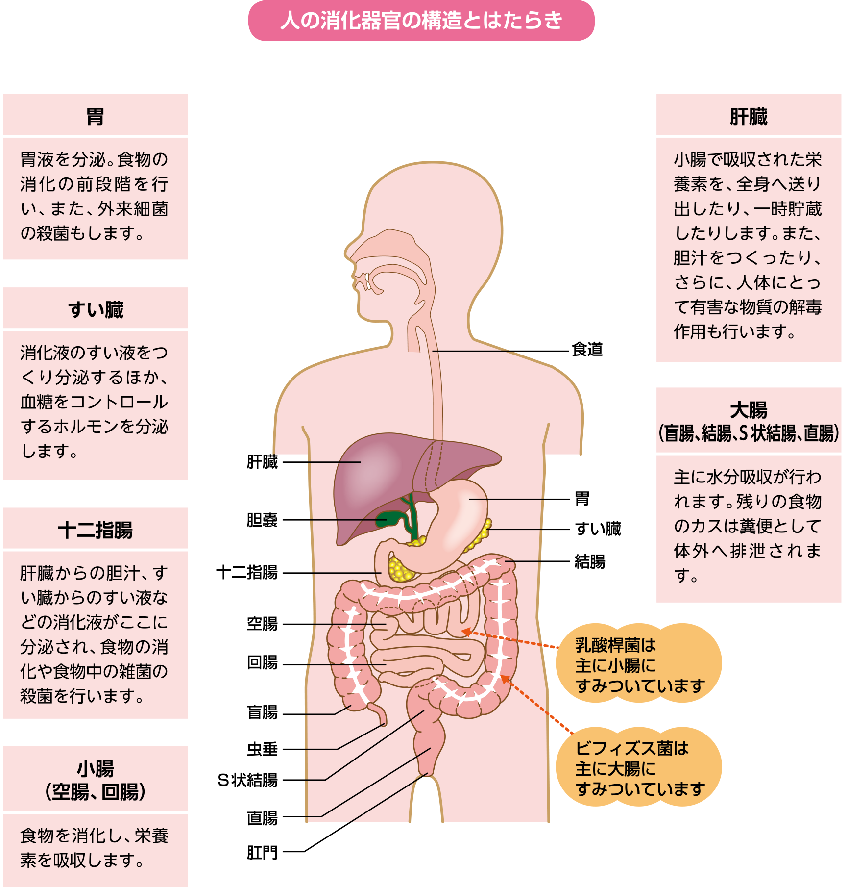 腸内フローラと乳酸菌 | 一般社団法人全国発酵乳乳酸菌飲料協会 発酵乳 ...